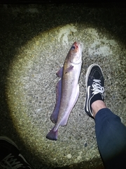 Pseudophycis bachus