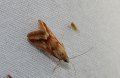 Achyra coelatalis