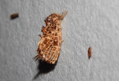 Indarbela tegula