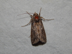 Ctenoplusia limbirena