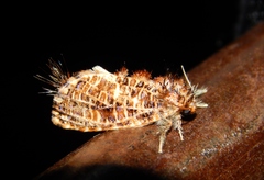 Indarbela tegula