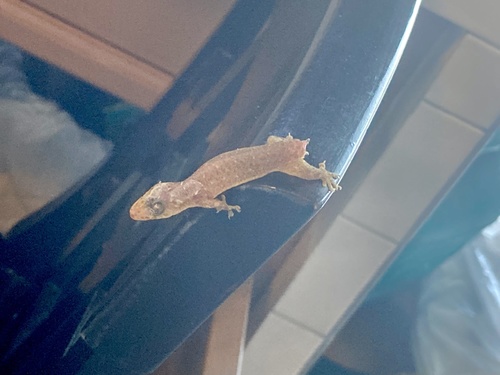 Gehyra mutilata observed 2022-04-18