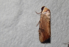 Tachosa brunnescens