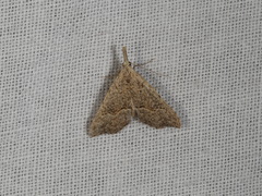 Trigonistis asthenopa