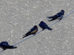 Hirundo rustica