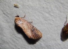 Tachosa brunnescens
