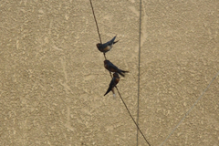Hirundo rustica