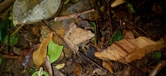 Microhyla mukhlesuri