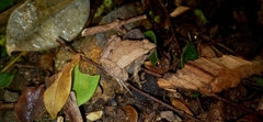 Microhyla mukhlesuri