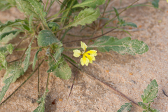 Goodenia fascicularis