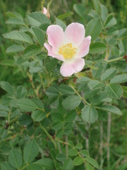 Rosa elliptica
