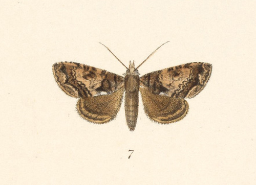 Smyra aexonia
