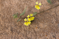 Goodenia fascicularis
