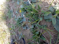 Verbascum phoeniceum