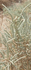 Halocnemum strobilaceum