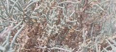Halocnemum strobilaceum