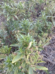 Traversia baccharoides