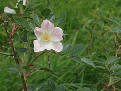 Rosa elliptica