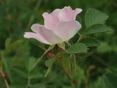 Rosa elliptica