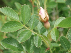 Rosa elliptica