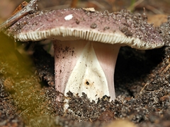 Russula lenkunya