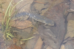 Ichthyosaura alpestris