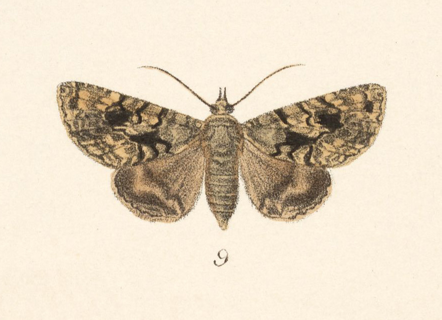 Hypogrammodes aeolia