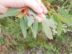 Eucalyptus cornuta