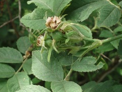 Rosa tomentosa