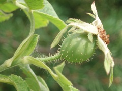 Rosa tomentosa