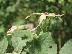 Rosa tomentosa