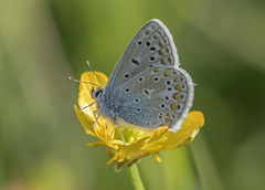 Polyommatus icarus