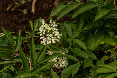 Sambucus canadensis