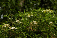 Sambucus canadensis