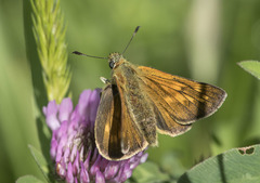 Ochlodes sylvanus