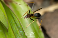 Leptomyrmex rothneyi