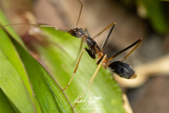 Leptomyrmex rothneyi