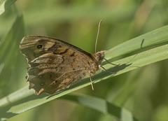 Pararge aegeria