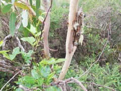 Eucalyptus cornuta