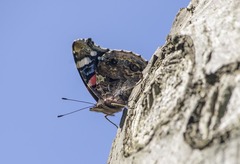 Vanessa atalanta