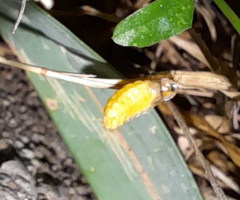 Lamprohiza mulsantii