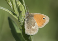 Coenonympha pamphilus
