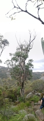 Eucalyptus megacarpa