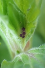 Insecta