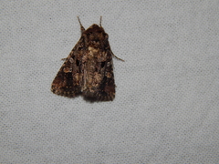 Ctenoplusia limbirena