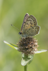 Lycaena tityrus