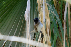 Pycnonotus barbatus