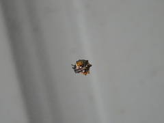 Thelacantha brevispina