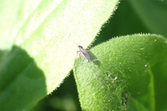 Diptera