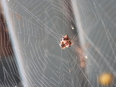 Thelacantha brevispina